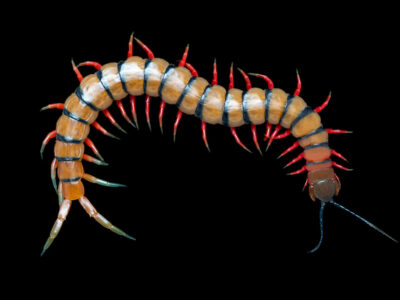 Red-legged centipede (Scolopendra morsitans)
