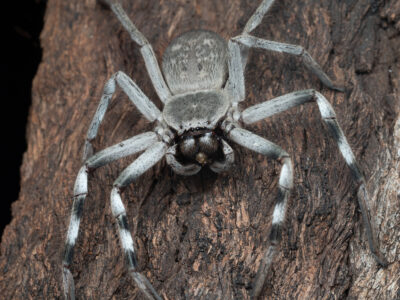 Central banded huntsman (Holconia nigrigularis)