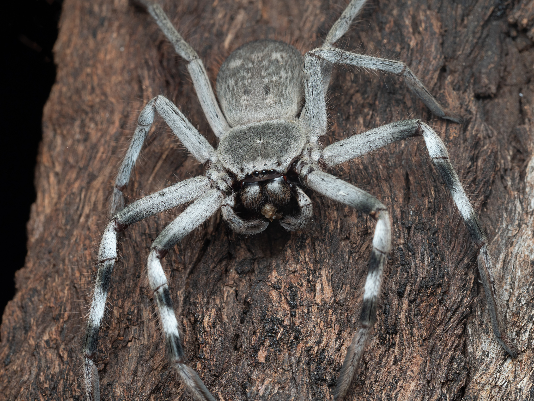 Central banded huntsman (Holconia nigrigularis)