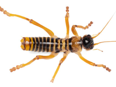 Tiger raspy cricket (Pareremus sp.)