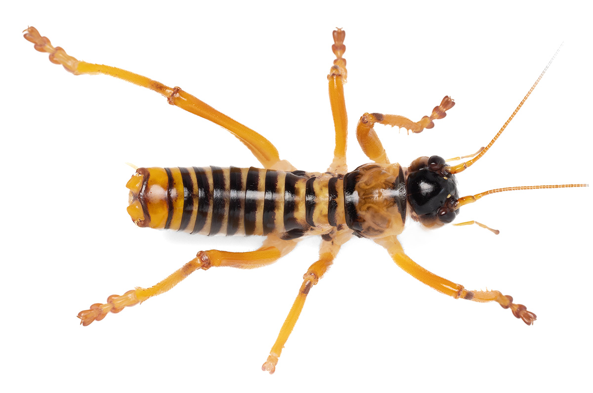 Tiger raspy cricket (Pareremus sp.)