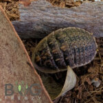 Tortoise Cockroach (Euzosteria tuberculata) Tortoise Cockroach (Euzosteria tuberculata) Image