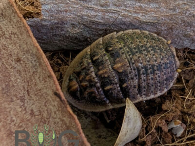 Tortoise Cockroach (Euzosteria tuberculata)