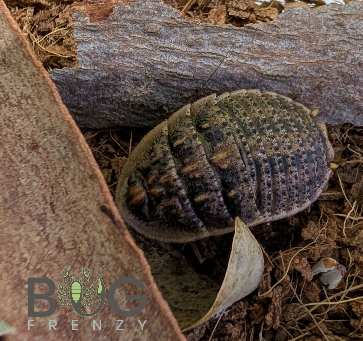 Tortoise Cockroach (Euzosteria tuberculata)