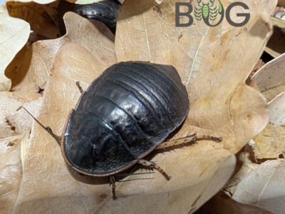 Gleaming Margined cockroach (Euzosteria subreflexa)