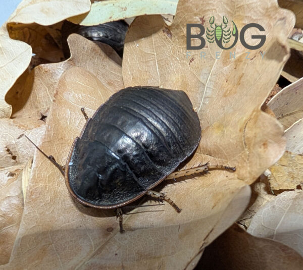 Gleaming Margined cockroach (Euzosteria subreflexa)