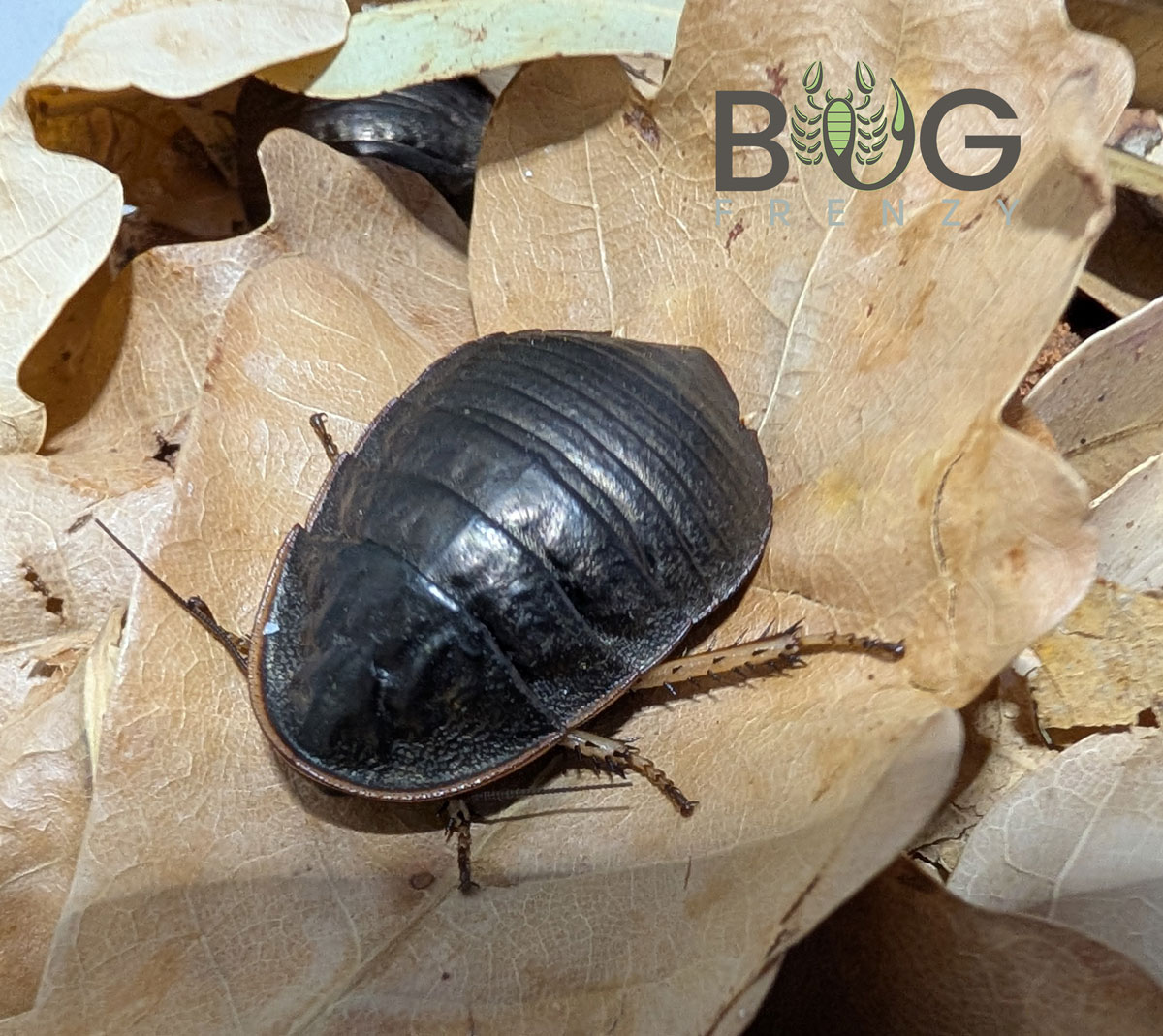 Gleaming Margined cockroach (Euzosteria subreflexa)