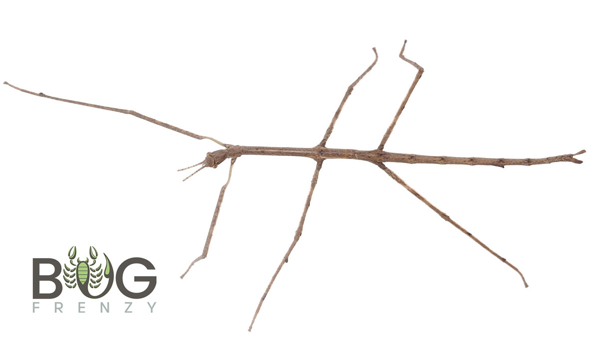 Margin-winged Stick insect (Ctenomorpha marginipennis)