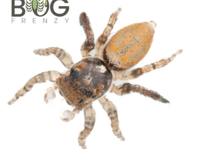 Peacock Jumping Spider (Maratus maritimus) male