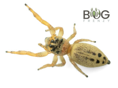 Western Checkered Jumping Spider (Opisthoncus sp) Juvie