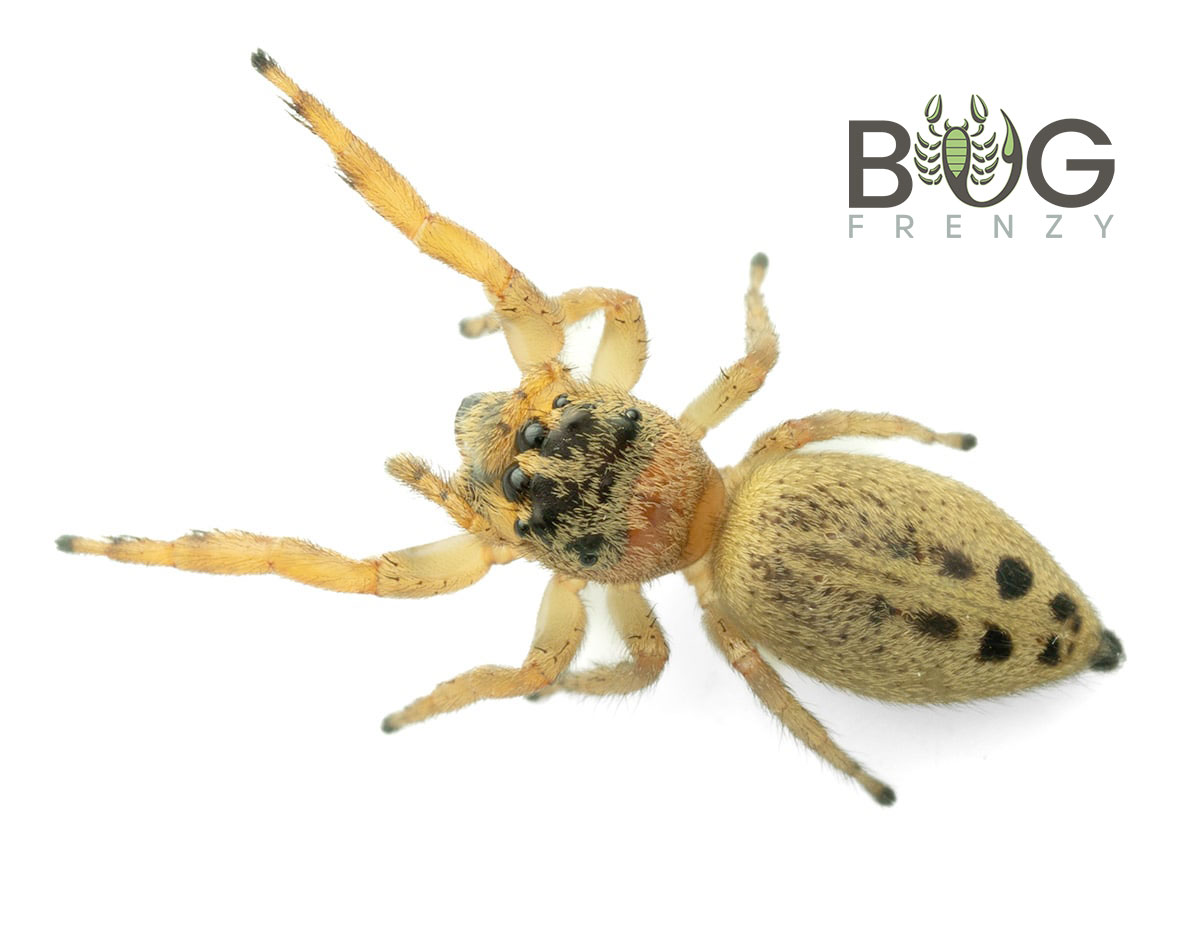 Western Checkered Jumping Spider (Opisthoncus sp) Juvie