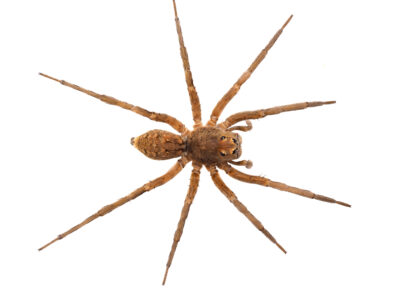 Grey tiger wolf spider (Hoggicosa brennani) Captive bred juvenile