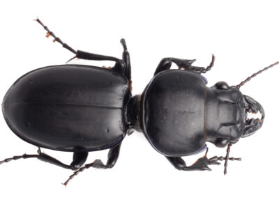 Punctured ground beetle (Carenum interruptum)
