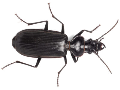 Giant ground beetle (Gigadema bostocki)