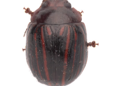 Leaf beetle (Paropsisterna nigerrima)