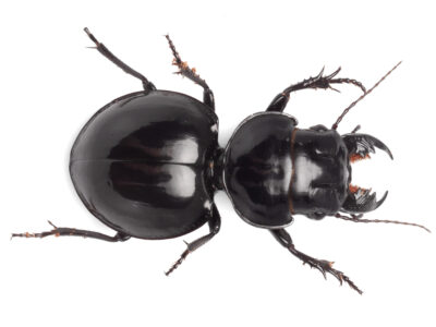Wide ground beetle (Euryscaphus obesus)