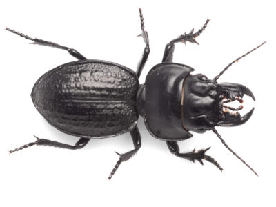 Rough ground beetle (Philoscaphus costalis)