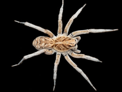 Mud flat wolf spider (Tasmanicosa phyllis)