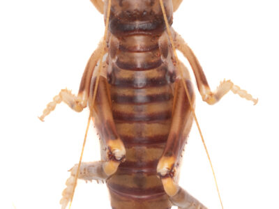 Burrowing raspy cricket (Gryllacrididae)