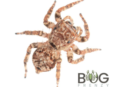 Hairy bark jumping spider (Servaea villosa)