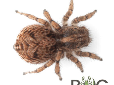 Bunny peacock spider (Maratus chrysomelas) female