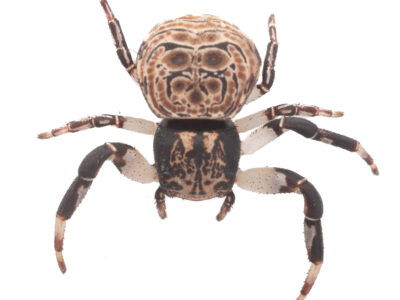 Unusual crab spider (Cymbacha sp.)