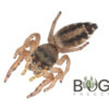 Grasstree jumping spider (Opisthoncus sp.) juvie