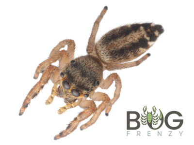 Grasstree jumping spider (Opisthoncus sp.) juvie