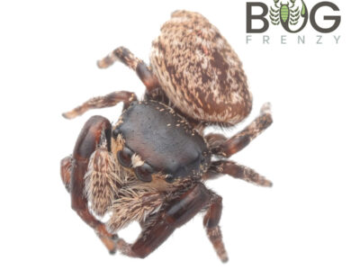 Flathead jumping spider (Simaetha or Bianor species)