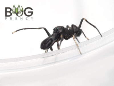 Black ant mimic jumping spider (Myrmarachne sp.) Adult male