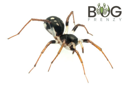 Spotted Ant Spider