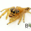 Yellow Grasstree jumping spider (Opisthoncus sp.) Captive Bred juvie