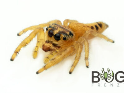 Yellow Grasstree jumping spider (Opisthoncus sp.) juvie