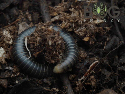 Round Back Millipede - glow under UV light