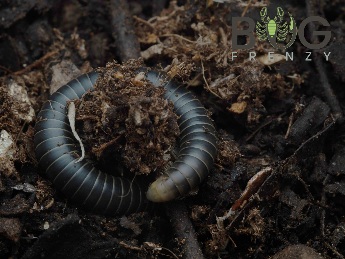 Round Back Millipede - glow under UV light