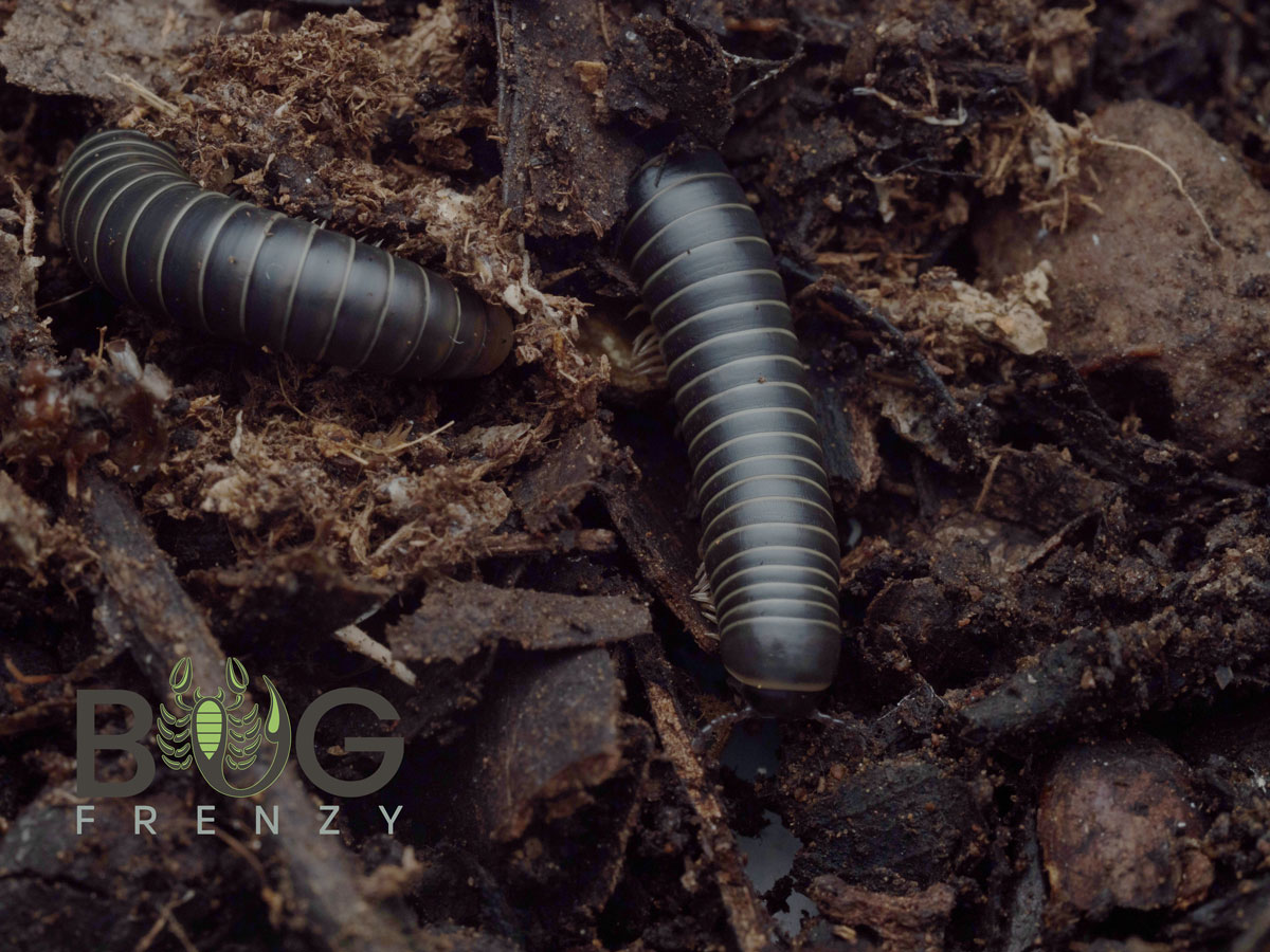 Round Back Millipede - glow under UV light - Image 2