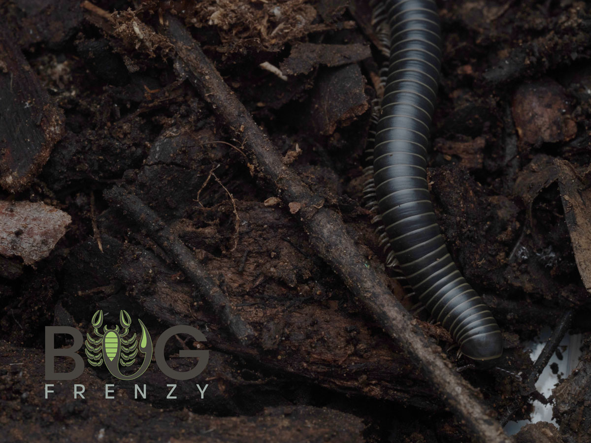 Round Back Millipede - glow under UV light - Image 3