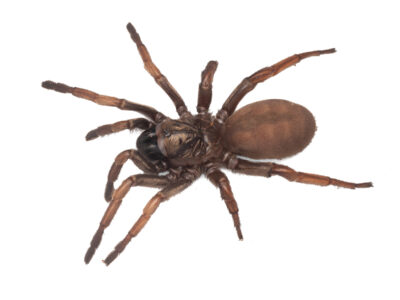 Open holed trapdoor spider (Arbanitis species)