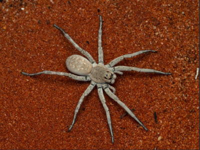 Grey thighed wolf spider (Hogna kuyani)