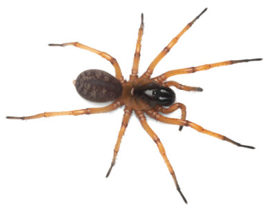 Glass wishbone spider (Teyl luculentus)