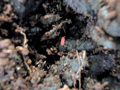 Red and White Springtail Culture