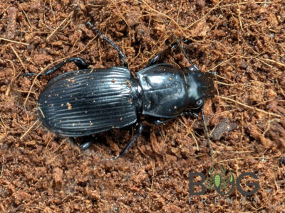 Large Predatory Beetle