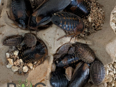 Dubia Roach Colony (Blaptica dubia)