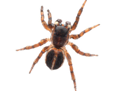 Tiny Trio of Jumpers - Undescribed species