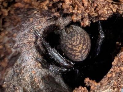Brush-footed Trapdoor Spider (Seqocrypta hamlynharrisi)