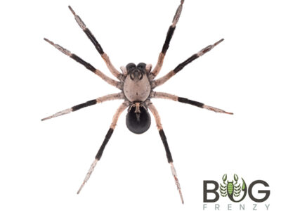 Bicolor Wolf Spider (Hoggicosa storri) Adult Female
