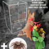 Medium Bug Box with kit and Servaea incana