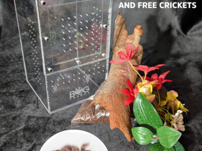Medium Bug Box with kit and Giant Bark Jumping Spider