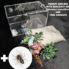 Medium Bug Box with kit and a Maratus speculifer