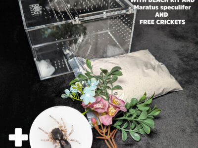 Medium Bug Box with kit and a Maratus speculifer